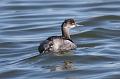 Eared Grebe 011109 147